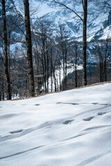 Valbruna and Val Saisera at the end of winter. Between the snow and the first flowers of the new season