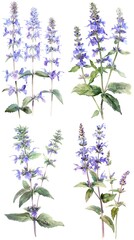 Set Of Catmint Nepeta Flower Watercolor Illustration On White Background