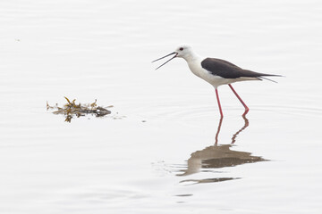 black-winged stilt (Himantopus himantopus)