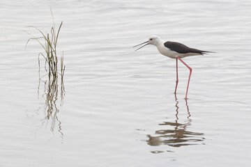 black-winged stilt (Himantopus himantopus)