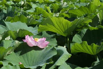 不忍池で蓮の花が咲き始めた