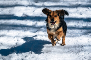 Valbruna and Val Saisera at the end of winter. Between the snow and the first flowers of the new season