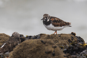 Ruddy turnstone (Arenaria interpres) in summer