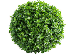 Naklejka premium Fresh Herbs isolated on a transparent background for web banner