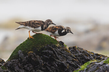 Ruddy turnstone (Arenaria interpres) in summer