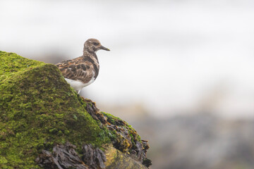 Ruddy turnstone (Arenaria interpres) in summer