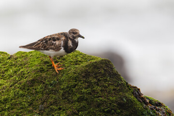 Ruddy turnstone (Arenaria interpres) in summer