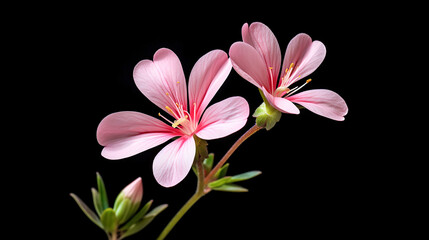 Fototapeta premium A pink wildflower is photographed against a black background.Generative AI
