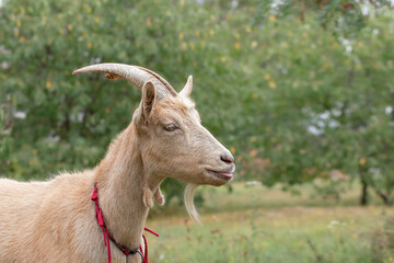 Portrait of a goat close-up.Funny beige goat with big horns shows its tongue.Funny animals.