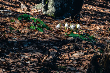 Valbruna and Val Saisera at the end of winter. Between the snow and the first flowers of the new season