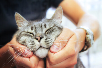 pleased cat in human hands, love for the animals
