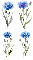 Set of  Cornflower Or Centaurea Cyanus Flower Watercolor Illustration on White Background