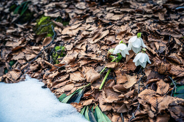 Valbruna and Val Saisera at the end of winter. Between the snow and the first flowers of the new season