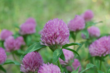 close-up clover on a floral background, macro