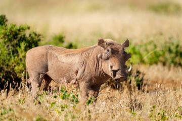 Common warthog  in samburu national park © Ondrej