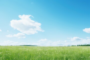 Fototapeta premium Daytime meadow backgrounds outdoors horizon.