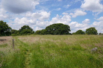 Fototapeta premium Walking route through the countryside. fresh green meadows and fields in summer. Rural landscape 