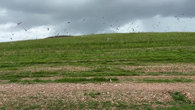bird watching- Birds breeding island (Bhadra Wildlife Sanctuary- Karnataka India)