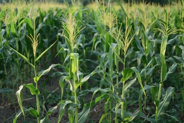 Fototapeta premium Field of Corn