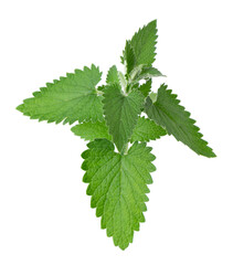 Green leaves of lemon balm or melissa plant isolated on white background. Fresh green mint leaf. Clipping path.