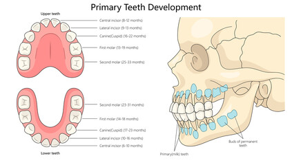 development stages of primary teeth, timelines for each type of tooth and their positions in the mouth diagram hand drawn schematic raster illustration. Medical science educational illustration