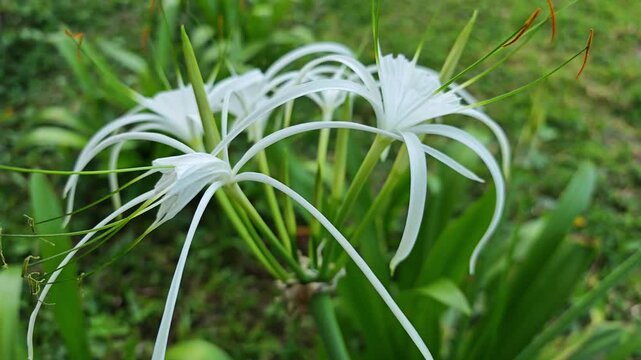 Crinum asiaticum flower in garden, Close up