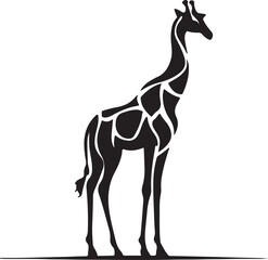 Obraz premium With their towering necks and gentle eyes, giraffes roam the savannah like nature’s elegant giants. Their unique patterns and graceful strides make them a true symbol of wild beauty. 