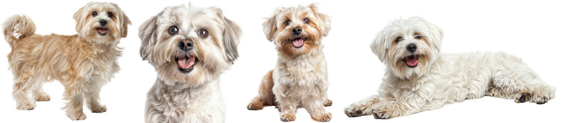 Adorable Maltese Dogs in Various Poses on Transparent Background - Standing, Portrait, Sitting and Lying