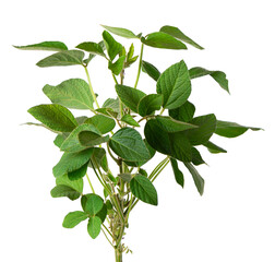 Green soybean bush isolated on white background. Soy bean plant.