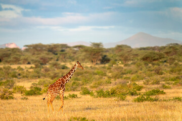 reticulated giraffe in samburu national park