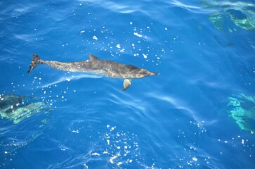 Obraz premium Wild delphins near Tenerife swimming