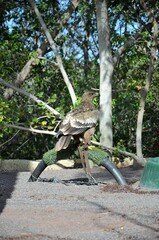Portrait of Black Kite in Jungle Park, Tenrife