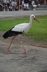 Tenerife, Spain 03.20.2018: Prezentation of parrots in the Jungle park, as a zoological centre