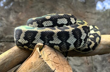 Carpet Python Curled up