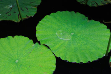 水面に浮かぶ蓮の葉