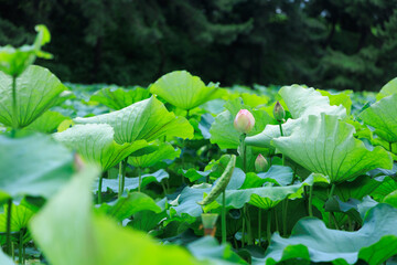 お堀に咲く蓮の花