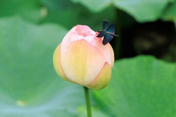 お堀に咲く蓮の花とトンボ