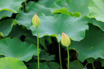 お堀に咲く蓮の花