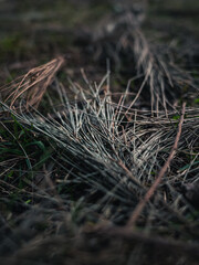 Pine needles