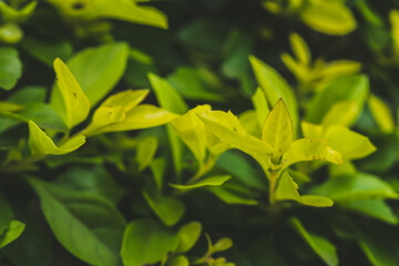 delicate natural flowers in bright colors