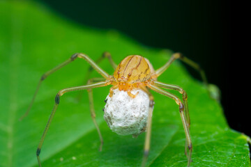A macro photo Spitting spider (Scytodidae) on green leaf