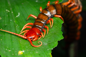 A macro photo for Giant centipede (Scolopendra sp.) on green leaf. The caterpillar is red in colour. 