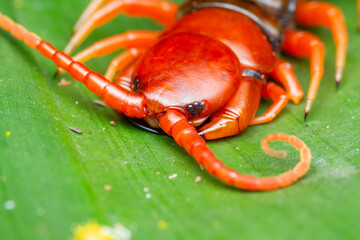 A macro photo for Giant centipede (Scolopendra sp.) on green leaf. The caterpillar is red in...