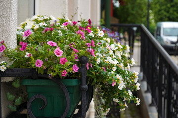 Flowers on an outdoor balcony
