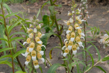 Cottage garden. Digitalis grows in meadow. Flowers blooming. Cultivated flowers.
