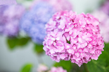 Pink hydrangea blooms