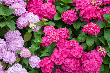 Hydrangea in the garden, background