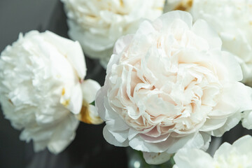 beautiful white cream peony  flower. Closeup. Blurred background