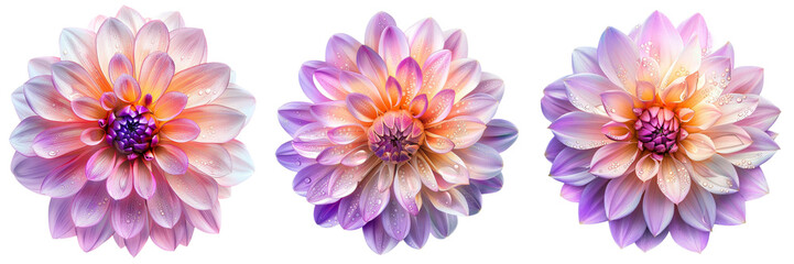 Fototapeta premium Set of A detailed shot of a chrysanthemum bouquet, highlighting the intricate layers and colors of each flower isolated on transparent background