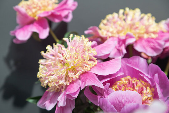 beautiful pink peony Doreen flower. Closeup. Blurred background